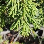 Juniperus macrocarpa Blad