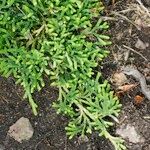 Lycopodium × issleri Hábito