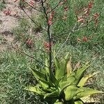 Aloe secundiflora Virág