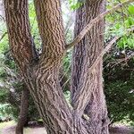 Euonymus maackii Bark