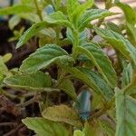 Mentha spicata List