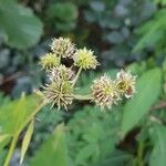 Verbesina alternifolia Fruit