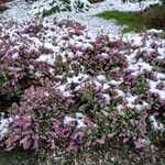 Erica carnea ശീലം