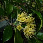 Metrosideros nitida Flower