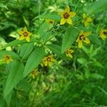 Lysimachia quadrifolia 花