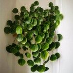 Pilea peperomioides Blad