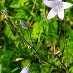 Campanula patulaКветка