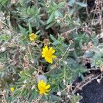 Senecio madagascariensis Flor