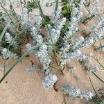 Achillea maritimaList