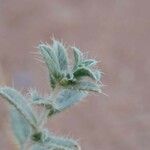 Moltkiopsis ciliata Yaprak