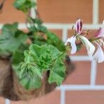 Pelargonium peltatum葉