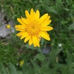 Arnica montanaFlor