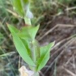 Turritis glabra Leaf