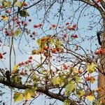 Erythrina variegata Flor