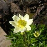 Anemone multifida Flor
