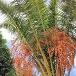 Phoenix canariensis Fruto