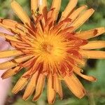 Crepis aurea Flower