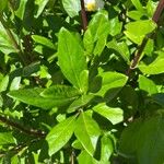 Carpenteria californica Leaf