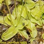 Pinguicula crystallina Leaf