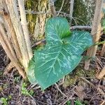 Arum italicum Листок