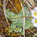 Saxifraga caesia Likasa