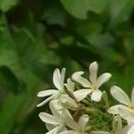 Saba senegalensis Flower