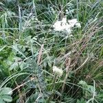 Pimpinella major Habitus