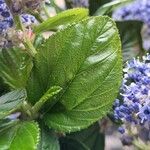 Ceanothus arboreus Ліст