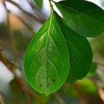Ehretia amoena Hoja