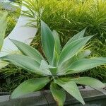 Agave attenuataFolha