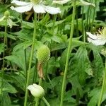 Anemone virginiana Blomst