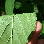 Rubus praticolor Outro