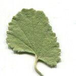Malvella leprosa Leaf
