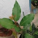 Laurus nobilis Leaf