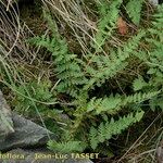 Woodsia ilvensis Costuma