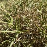 Genista boissieri Likasa