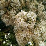 Spiraea × vanhouttei花