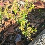 Lepidium bonariense Liść