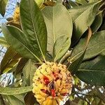 Magnolia grandiflora Fruit