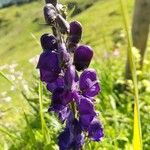 Aconitum napellus Kwiat