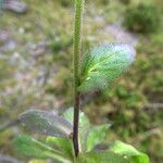 Draba muralis Leaf