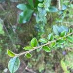 Cotoneaster simonsii Φύλλο