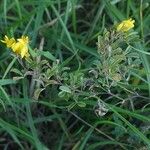 Medicago falcata Flor