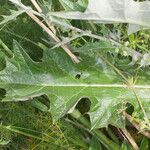 Cirsium scabrum Leaf