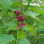 Leycesteria formosaFlower