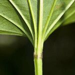 Aquarius cordifolius Leaf