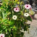 Thunbergia alataFlors