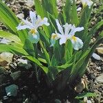 Iris cristata عادت