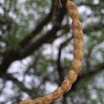 Prosopis velutina Fruto