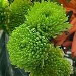 Chrysanthemum indicum 花
